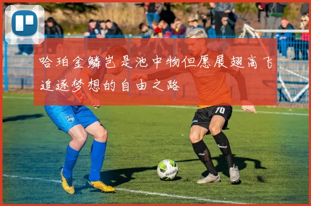哈珀金鳞岂是池中物但愿展翅高飞追逐梦想的自由之路